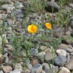 Eschscholzia californica (California Poppy) at Cotter Reserve - 3 Oct 2022 by Birdy
