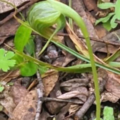 Pterostylis nutans (Nodding Greenhood) at Tidbinbilla Nature Reserve - 4 Oct 2022 by galah681