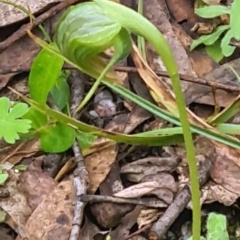 Pterostylis nutans (Nodding Greenhood) at Paddys River, ACT - 4 Oct 2022 by galah681