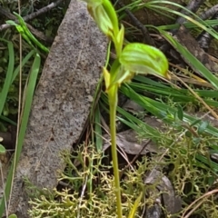 Bunochilus montanus (Montane Leafy Greenhood) at Tidbinbilla Nature Reserve - 4 Oct 2022 by galah681