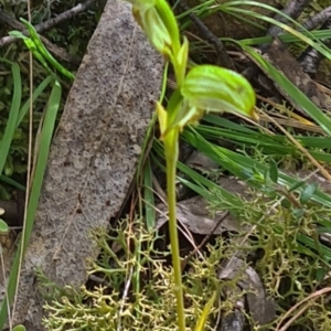 Bunochilus montanus (ACT) = Pterostylis jonesii (NSW) at Paddys River, ACT - 4 Oct 2022