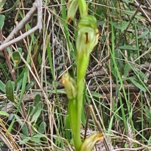 Bunochilus montanus (ACT) = Pterostylis jonesii (NSW) at Paddys River, ACT - 4 Oct 2022