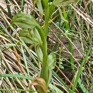 Bunochilus montanus (ACT) = Pterostylis jonesii (NSW) at Paddys River, ACT - 4 Oct 2022