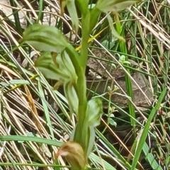 Bunochilus montanus at Paddys River, ACT - 4 Oct 2022
