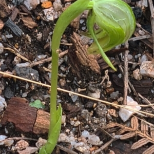 Pterostylis nutans at Paddys River, ACT - suppressed