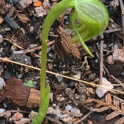 Pterostylis nutans (Nodding Greenhood) at Tidbinbilla Nature Reserve - 4 Oct 2022 by galah681