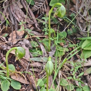 Pterostylis nutans at Paddys River, ACT - 4 Oct 2022