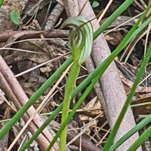 Pterostylis pedunculata at Paddys River, ACT - suppressed