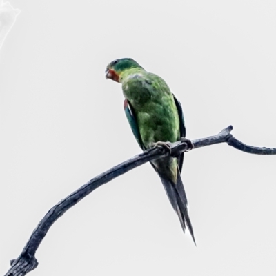Lathamus discolor (Swift Parrot) at Hughes, ACT - 4 Oct 2022 by Ct1000