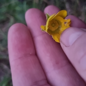 Ranunculus lappaceus at Bungendore, NSW - 4 Oct 2022