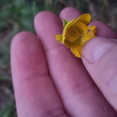 Ranunculus lappaceus (Australian Buttercup) at Bungendore, NSW - 4 Oct 2022 by clarehoneydove