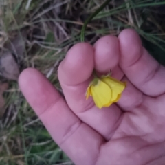 Ranunculus lappaceus at Bungendore, NSW - 4 Oct 2022 07:14 PM