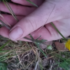 Ranunculus lappaceus at Bungendore, NSW - 4 Oct 2022 07:14 PM