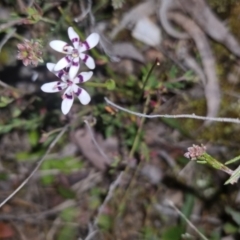 Wurmbea dioica subsp. dioica (Early Nancy) at Bungendore, NSW - 4 Oct 2022 by clarehoneydove