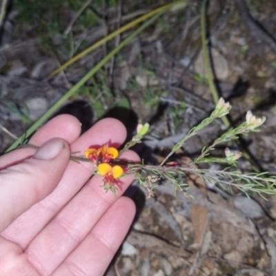 Dillwynia sericea (Egg And Bacon Peas) at QPRC LGA - 4 Oct 2022 by clarehoneydove