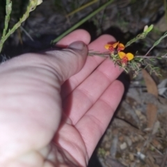 Dillwynia sericea at Bungendore, NSW - 4 Oct 2022