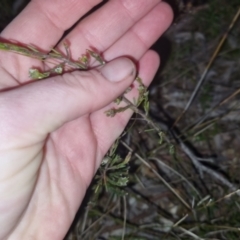 Dillwynia sericea at Bungendore, NSW - 4 Oct 2022