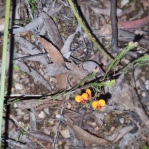 Dillwynia sericea at Bungendore, NSW - 4 Oct 2022