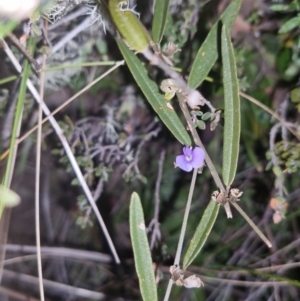 Hovea heterophylla at Bungendore, NSW - 4 Oct 2022