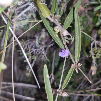 Hovea heterophylla (Common Hovea) at QPRC LGA - 4 Oct 2022 by clarehoneydove