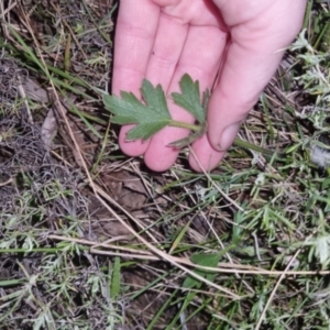 Ranunculus lappaceus at Bungendore, NSW - 4 Oct 2022 07:17 PM