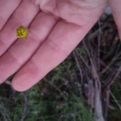 Ranunculus lappaceus at Bungendore, NSW - 4 Oct 2022