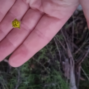 Ranunculus lappaceus at Bungendore, NSW - 4 Oct 2022