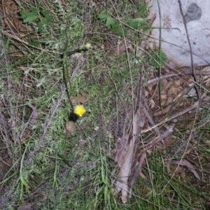 Ranunculus lappaceus at Bungendore, NSW - 4 Oct 2022 07:17 PM