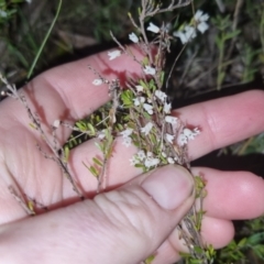 Cryptandra amara (Bitter Cryptandra) at Bungendore, NSW - 4 Oct 2022 by clarehoneydove