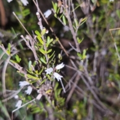 Cryptandra amara at Bungendore, NSW - 4 Oct 2022 07:22 PM