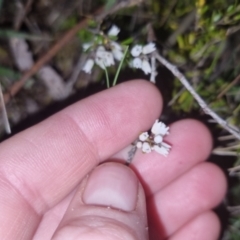 Cryptandra amara at Bungendore, NSW - 4 Oct 2022 07:22 PM