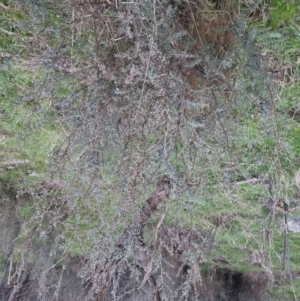 Leptospermum obovatum at Bungendore, NSW - 4 Oct 2022 07:02 PM