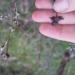 Leptospermum obovatum at Bungendore, NSW - 4 Oct 2022 07:02 PM