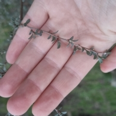 Leptospermum obovatum at Bungendore, NSW - 4 Oct 2022 07:02 PM