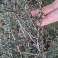 Leptospermum obovatum at Bungendore, NSW - 4 Oct 2022 07:02 PM