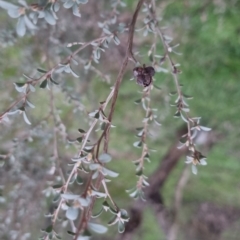 Leptospermum obovatum at Bungendore, NSW - 4 Oct 2022 07:02 PM