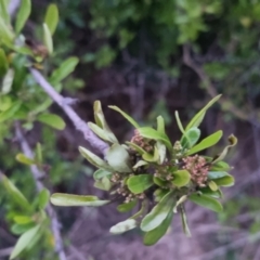 Pyracantha sp. (Firethorn) at Bungendore, NSW - 4 Oct 2022 by clarehoneydove