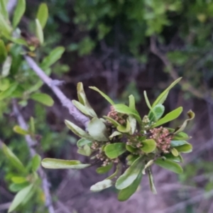 Pyracantha sp. at Bungendore, NSW - 4 Oct 2022 07:09 PM