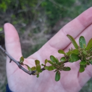 Pyracantha sp. at Bungendore, NSW - 4 Oct 2022 07:09 PM