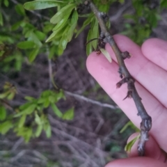 Pyracantha sp. at Bungendore, NSW - 4 Oct 2022 07:09 PM