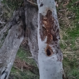 Eucalyptus rossii at Bungendore, NSW - 4 Oct 2022