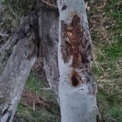 Eucalyptus rossii (Inland Scribbly Gum) at Bungendore, NSW - 4 Oct 2022 by clarehoneydove