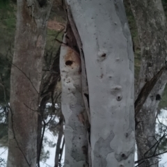 Eucalyptus rossii at Bungendore, NSW - 4 Oct 2022 07:16 PM