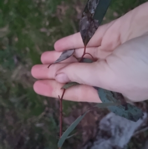 Eucalyptus rossii at Bungendore, NSW - 4 Oct 2022 07:16 PM