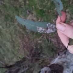 Eucalyptus rossii at Bungendore, NSW - 4 Oct 2022 07:16 PM