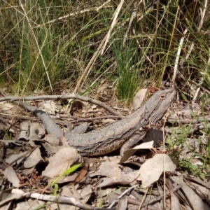 Pogona barbata at Molonglo Valley, ACT - 3 Oct 2022