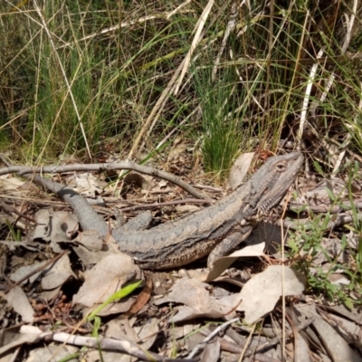 Pogona barbata (Eastern Bearded Dragon) at Aranda Bushland - 3 Oct 2022 by DesB