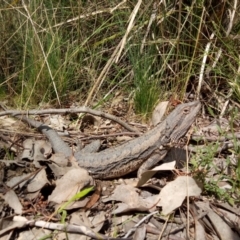 Pogona barbata (Eastern Bearded Dragon) at Molonglo Valley, ACT - 3 Oct 2022 by DesB