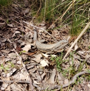 Pogona barbata at Molonglo Valley, ACT - 3 Oct 2022