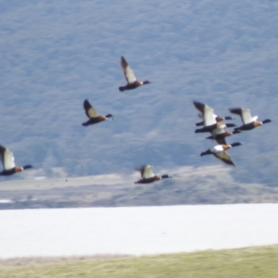 Tadorna tadornoides (Australian Shelduck) at Tarago, NSW - 4 Sep 2022 by RomanSoroka